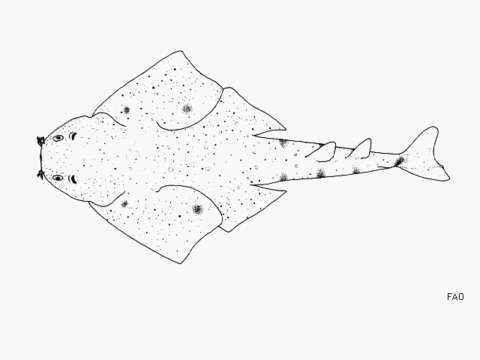 Image of Monkfish