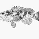 Image of Mystery grouper