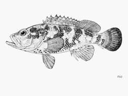 Image of Mystery grouper