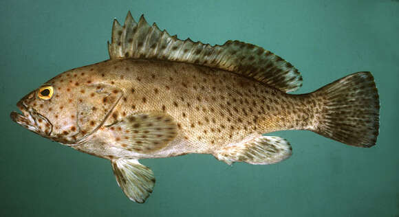 Image of Long-spine Rock Cod