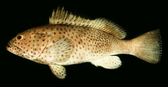 Imagem de Epinephelus longispinis (Kner 1864)