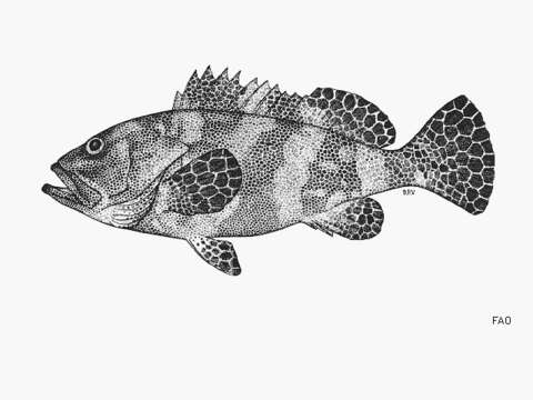 Image of Grouper