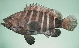 Image of Eightbar grouper