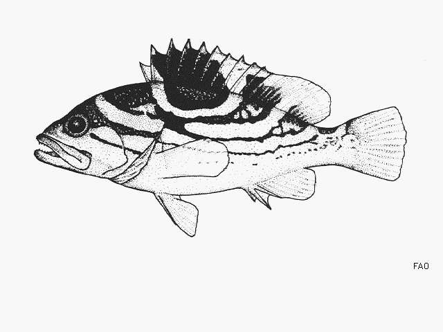 Epinephelus poecilonotus (Temminck & Schlegel 1842) resmi