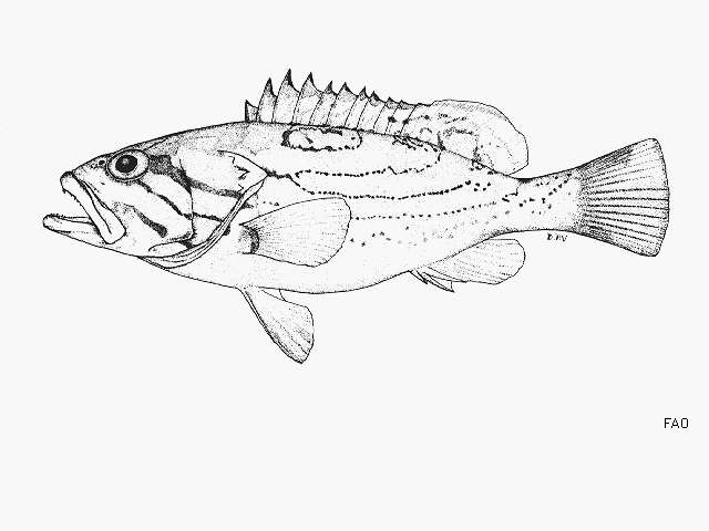 Image of Dot-dash grouper