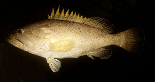 Image of Dot-dash grouper