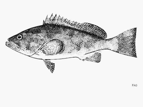 Image of Smallscale grouper