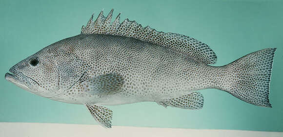 Epinephelus polylepis Randall & Heemstra 1991 resmi