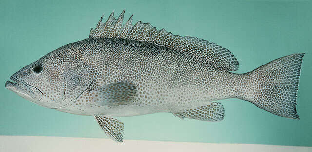 Epinephelus polylepis Randall & Heemstra 1991 resmi