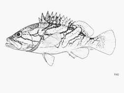 Image of Grouper