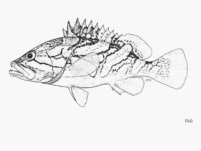 Image of Grouper