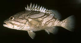 Image of Grouper