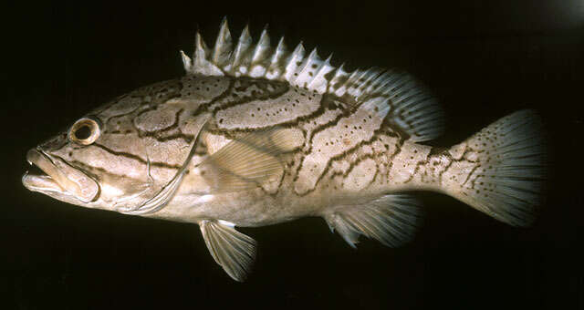 Image of Grouper