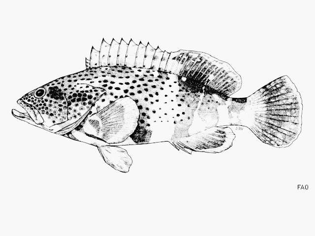 Image of Epaulet Grouper