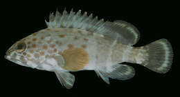 Слика од Epinephelus stoliczkae (Day 1875)