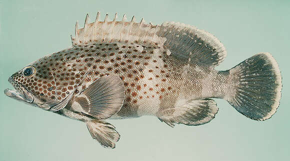 Image of Epaulet Grouper