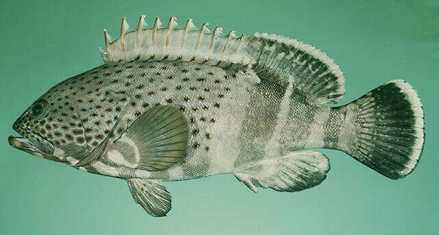 Image of Epaulet Grouper