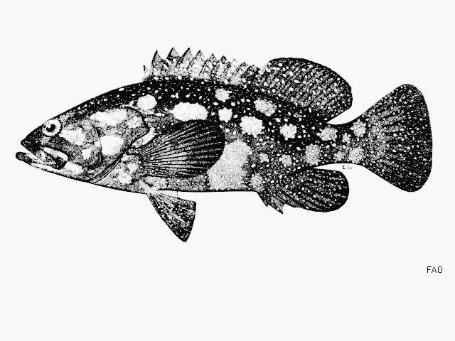 Image of Edgeblack Grouper