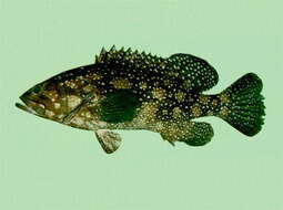 Image of Edgeblack Grouper