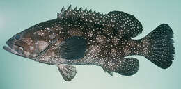 Image of Edgeblack Grouper