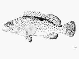 Image of Black-saddled grouper