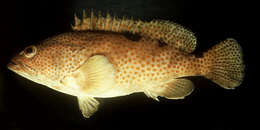 Image of Black-saddled grouper