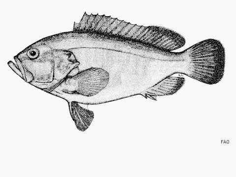 Image of Plump grouper