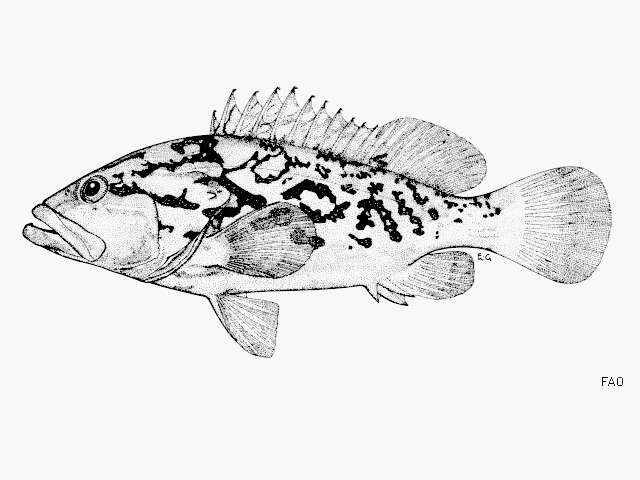 Image of Reticulate grouper