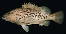 Image of Reticulate grouper