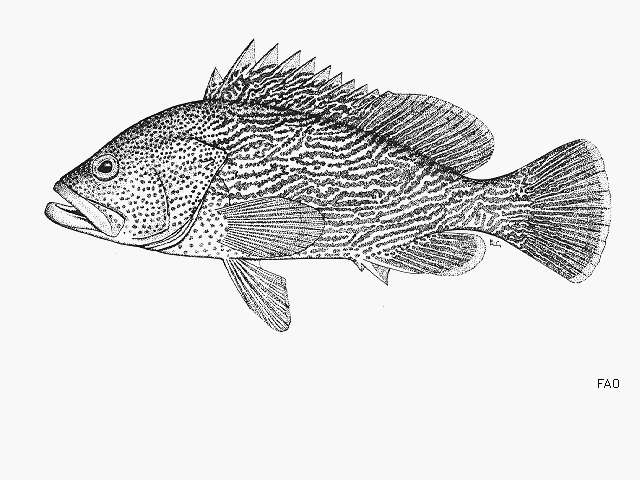 Image of Maori cod