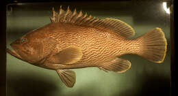 Image of Maori cod