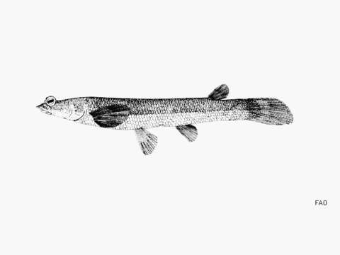 Image of Finescale foureyed fish
