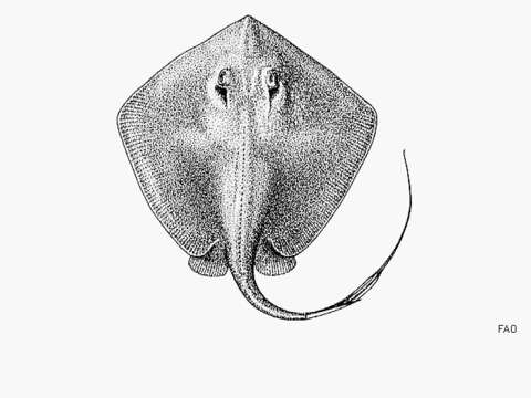 Image of Diamond stingray