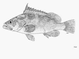 Image of Marquesan Grouper