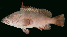 Image of Marquesan Grouper