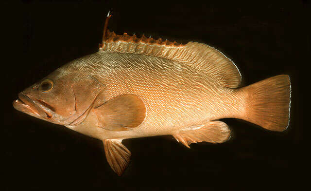 Image of Marquesan Grouper