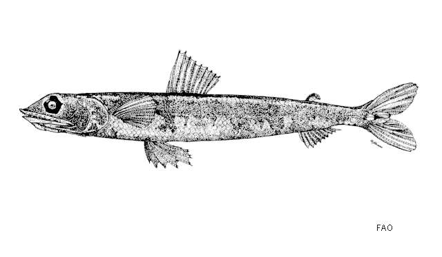 Image of Black lizardfish
