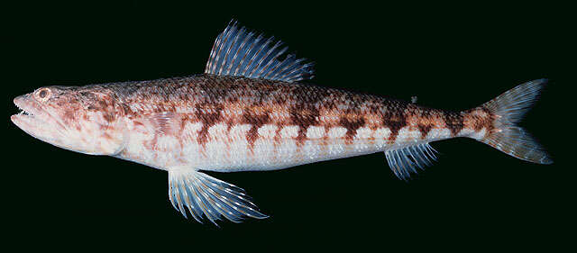 Image of Red lizard fish