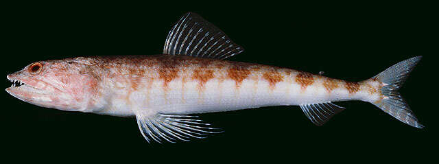 Image of Red lizard fish