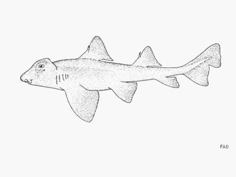 Image of Crested Bullhead Shark