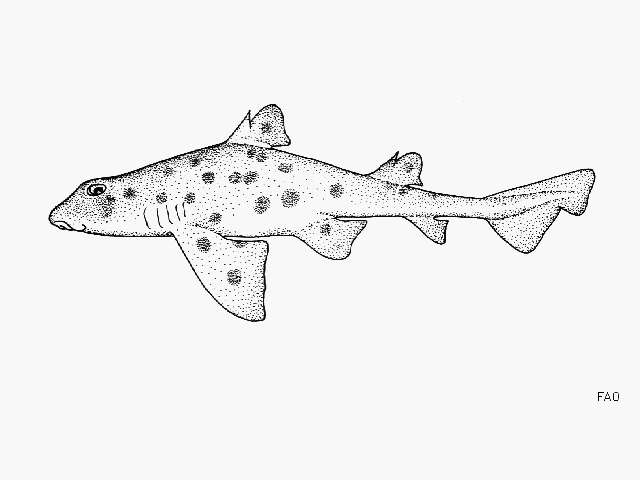 Horn Shark (head-on view)