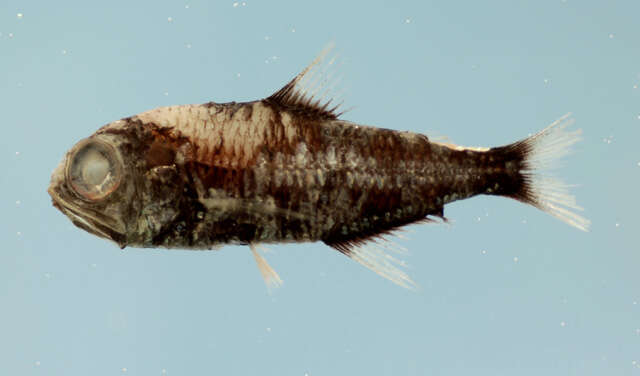 Image of Lunar lanternfish