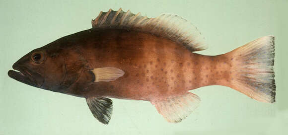 صورة Plectropomus pessuliferus (Fowler 1904)