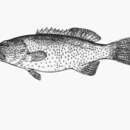 Plectropomus pessuliferus (Fowler 1904) resmi