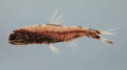 Image of Gilbert&#39;s large lantern fish