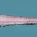 Image of Deep water ateleopid fish