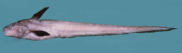 Image of Deep water ateleopid fish