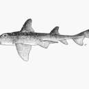 Image of Whitespotted Bullhead Shark