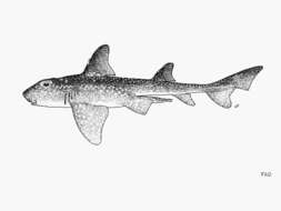 Image of Whitespotted Bullhead Shark