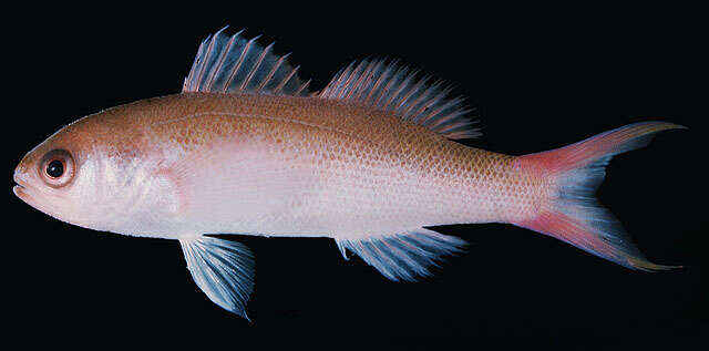 Image of Magenta slender anthias